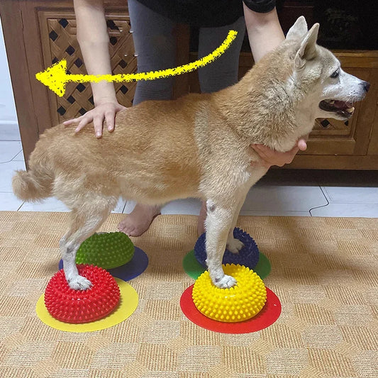Almofada de Reabilitação e Equilíbrio Canino – Treino Neuromotor e Força Muscular