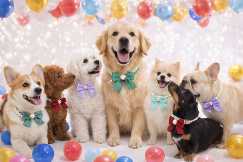 Colar Pérolas com Laço Luxo para Pets