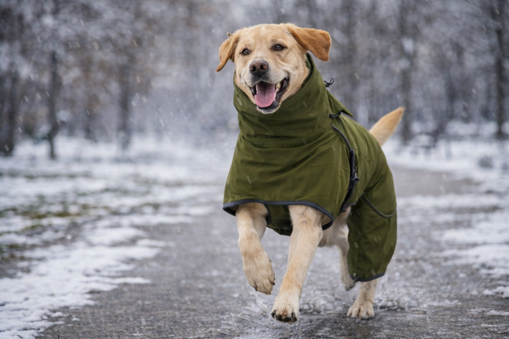 Jaqueta Impermeável Refletiva para Cães – Proteção Total Contra Frio, Chuva e Vento