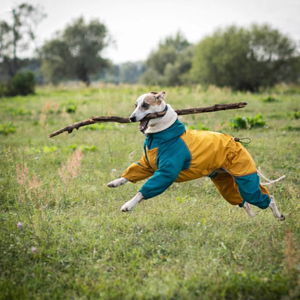 Capa de Chuva Térmica Impermeável para Whippet – Azul & Amarelo