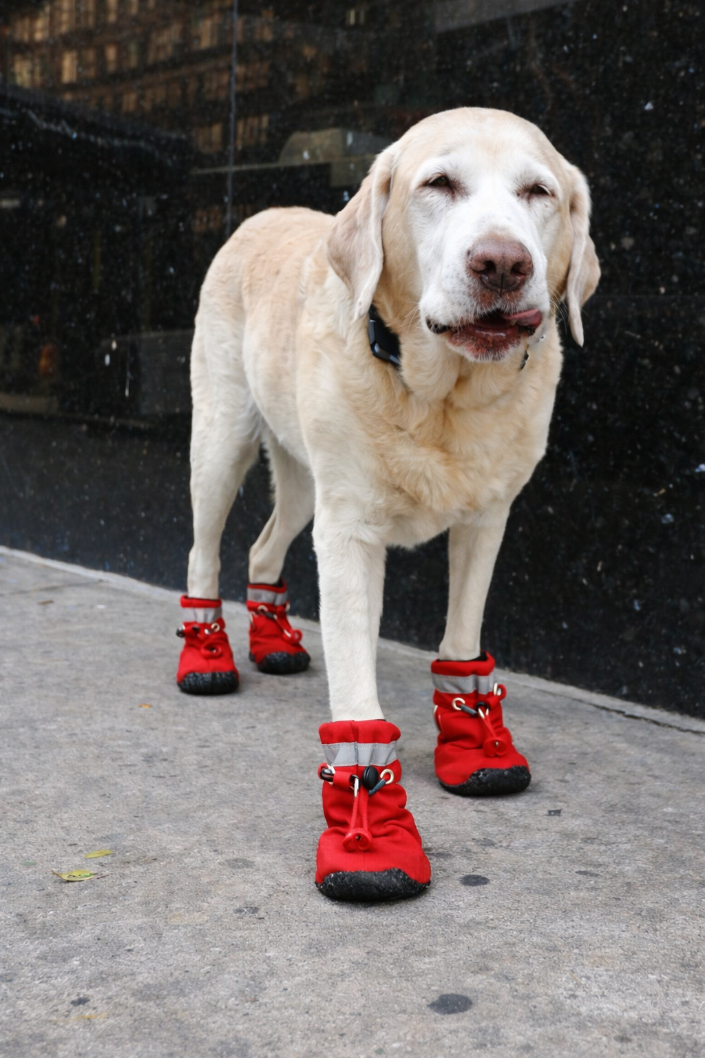 RainSafe™ Botas Impermeáveis para Cães (4 Peças)