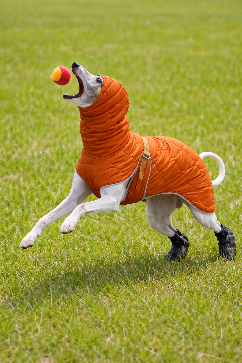 Casaco Impermeável de Inverno para Whippet – Ajuste Anatômico & Forro Térmico