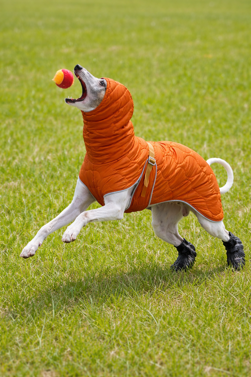 Casaco Impermeável de Inverno para Whippet – Ajuste Anatômico & Forro Térmico