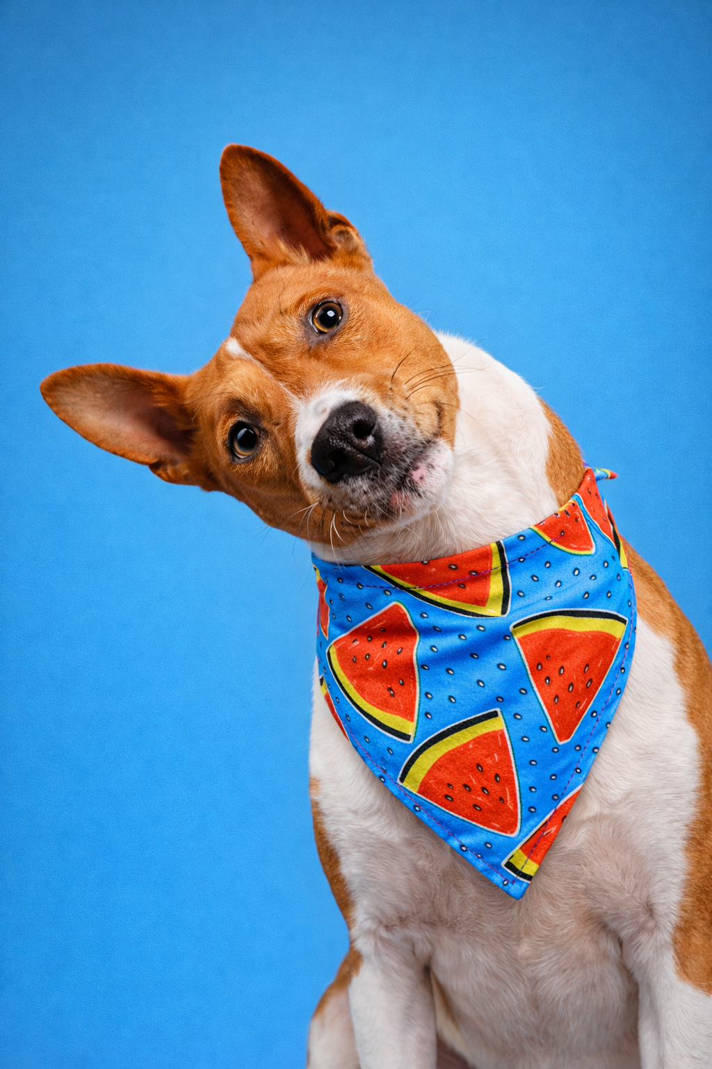 Bandana Pet de Algodão Premium – Estilo, Conforto e Verão Fresh