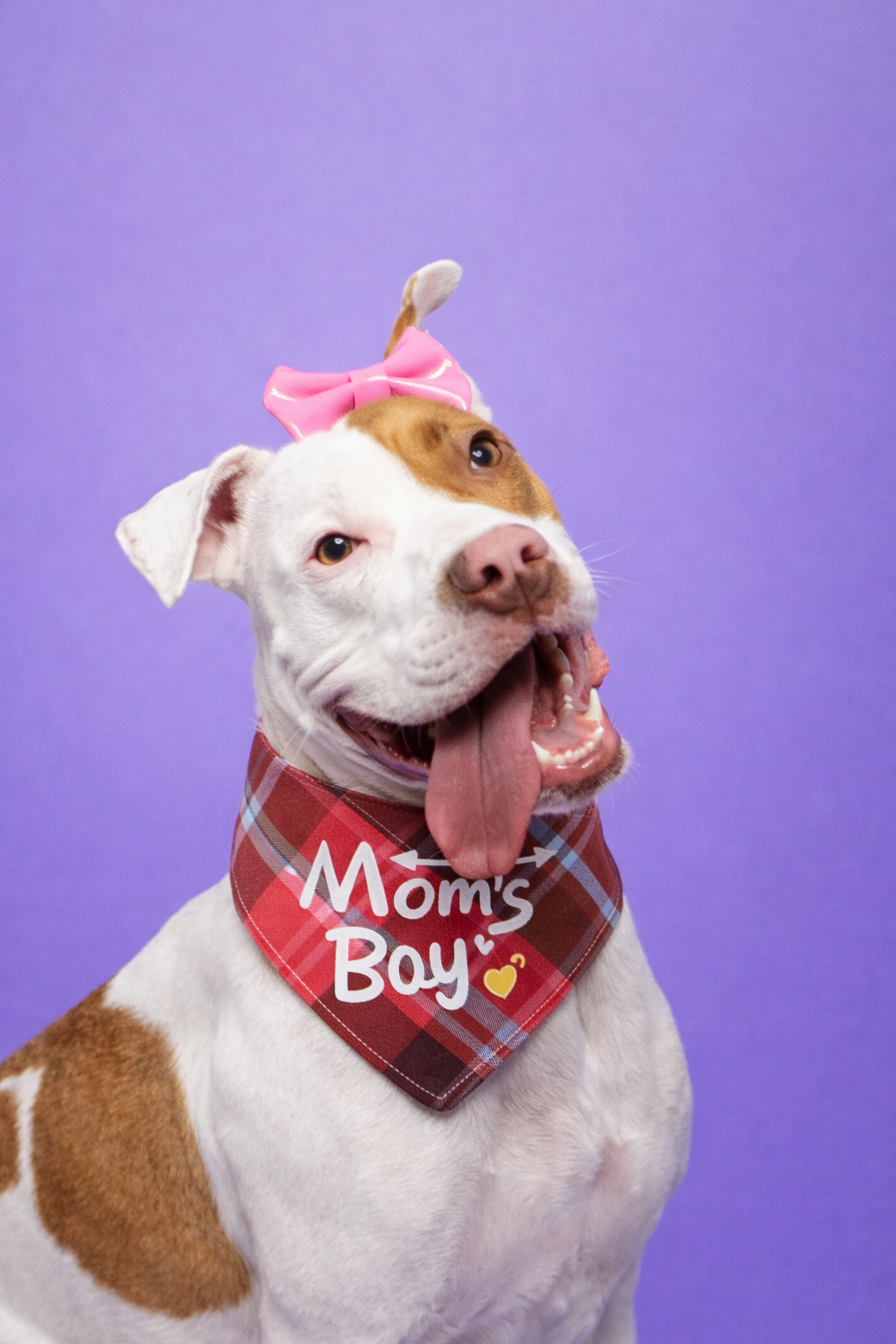 Bandana Premium Dupla Face para Cães | Estilo Festival & Família