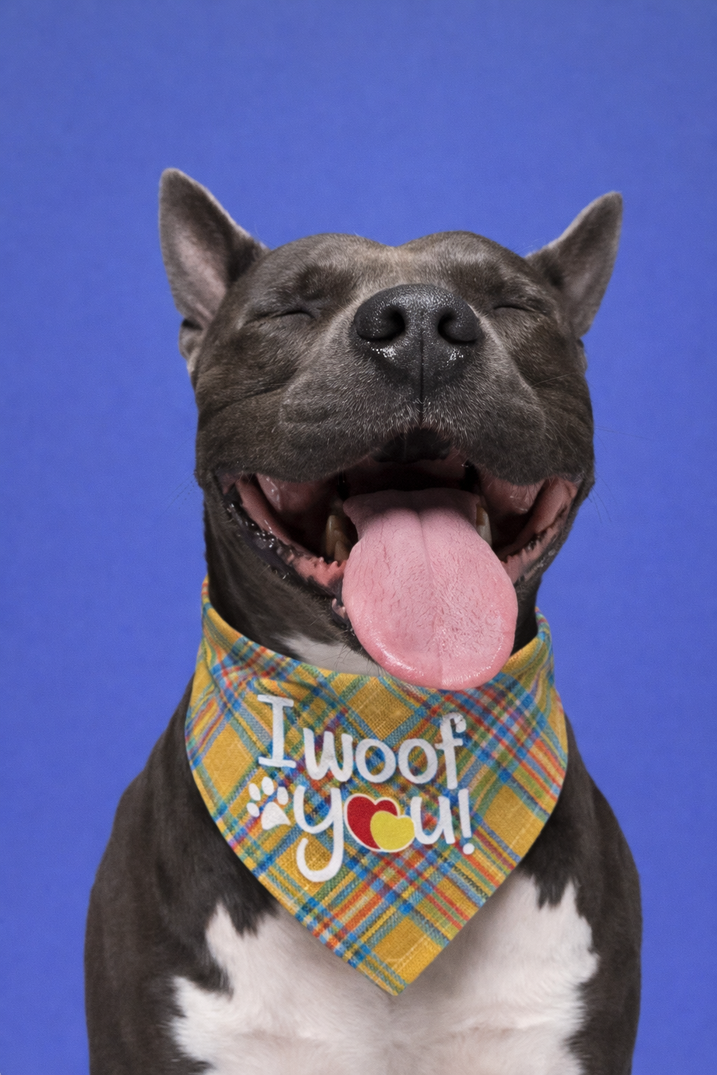 Bandana Premium Dupla Face para Cães | Estilo Festival & Família