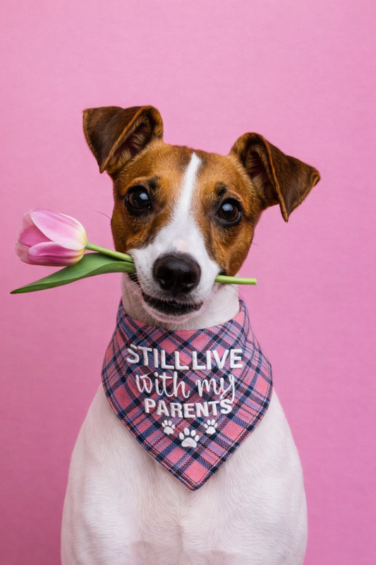 Bandana Premium Dupla Face para Cães | Estilo Festival & Família