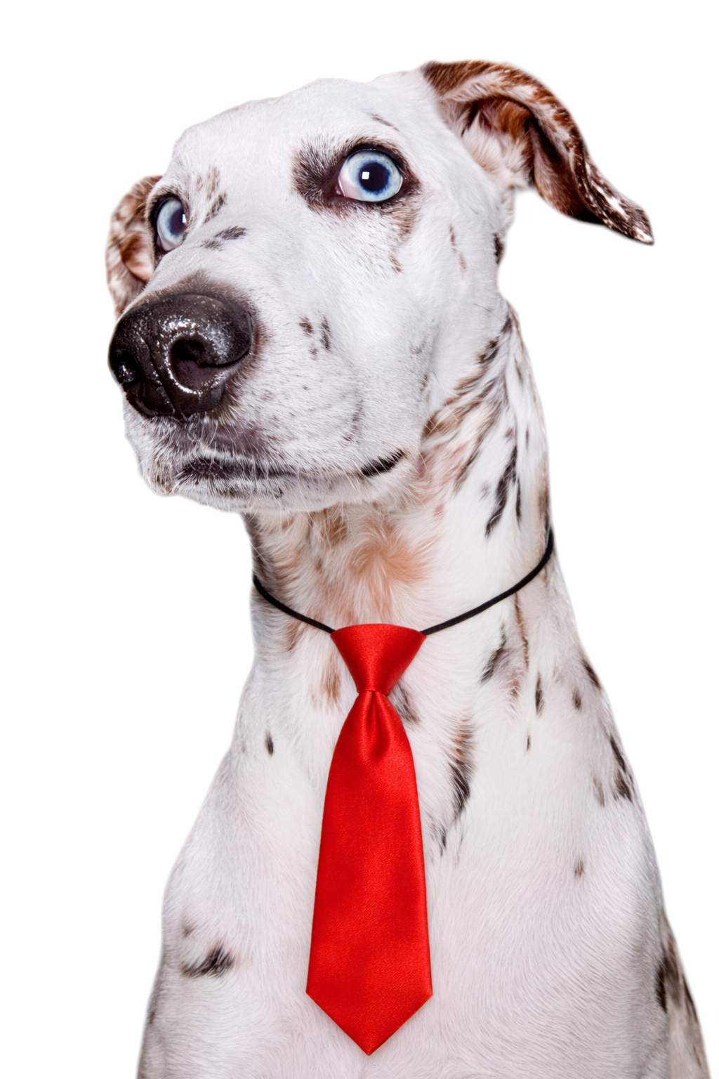 Gravatas Pet Ajustáveis Premium – Kit Profissional & Uso Diário