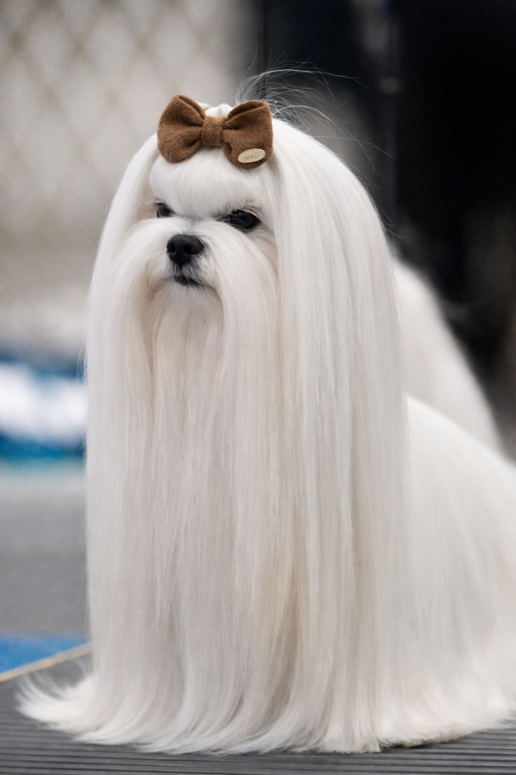 Kit 10 Laços Pet Handmade – Elegância Marrom Premium