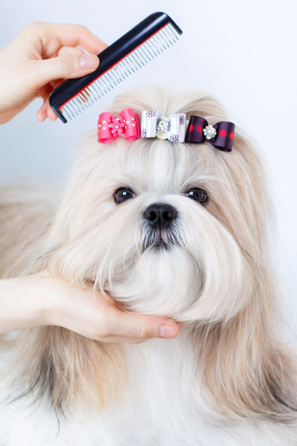 Mini Bows Pet – Kit com 10 Laços Coloridos para Cães Pequenos