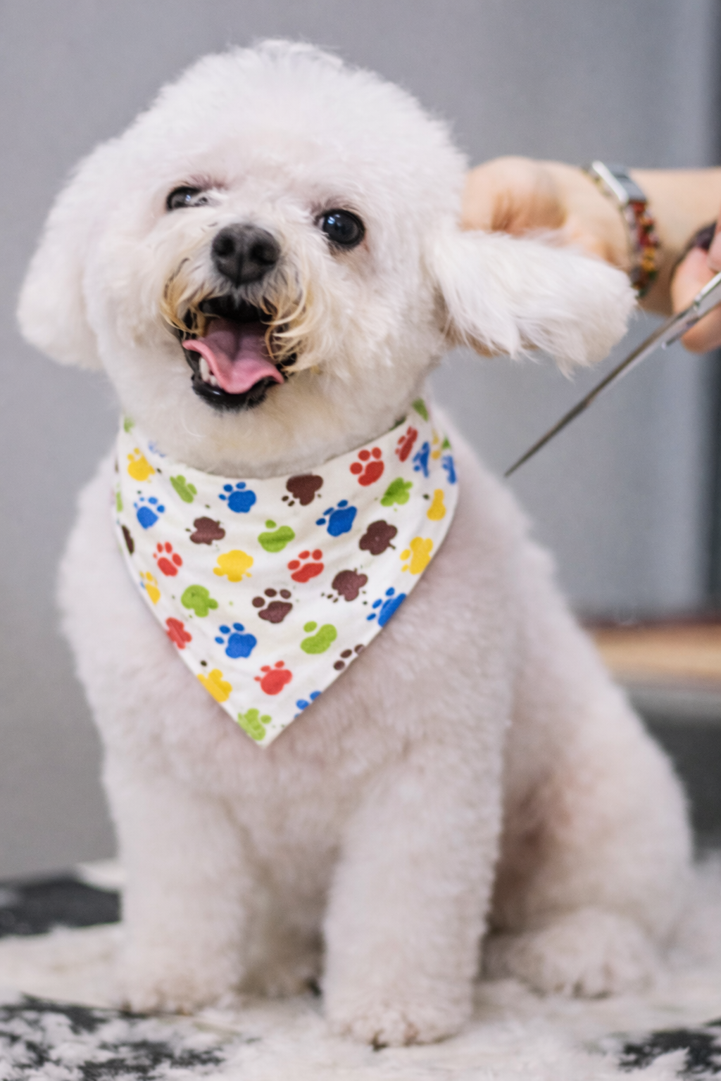 Kit 10 Bandanas Premium para Cães – Algodão Respirável (S a XL)