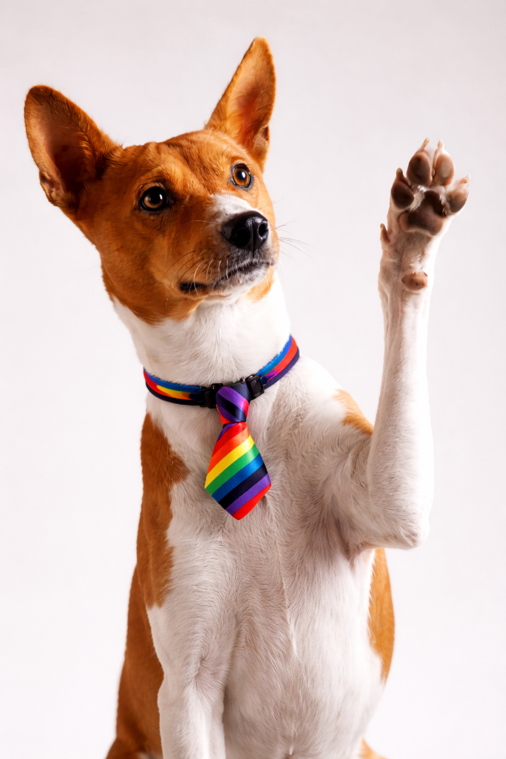 Kit 10 Gravatas Pet Ajustáveis – Estilo Instantâneo para Cães e Gatos