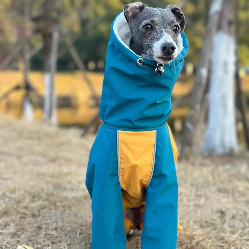 Capa de Chuva Térmica Impermeável para Whippet – Azul & Amarelo