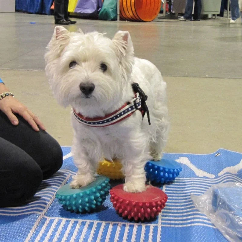 Almofada de Reabilitação e Equilíbrio Canino – Treino Neuromotor e Força Muscular