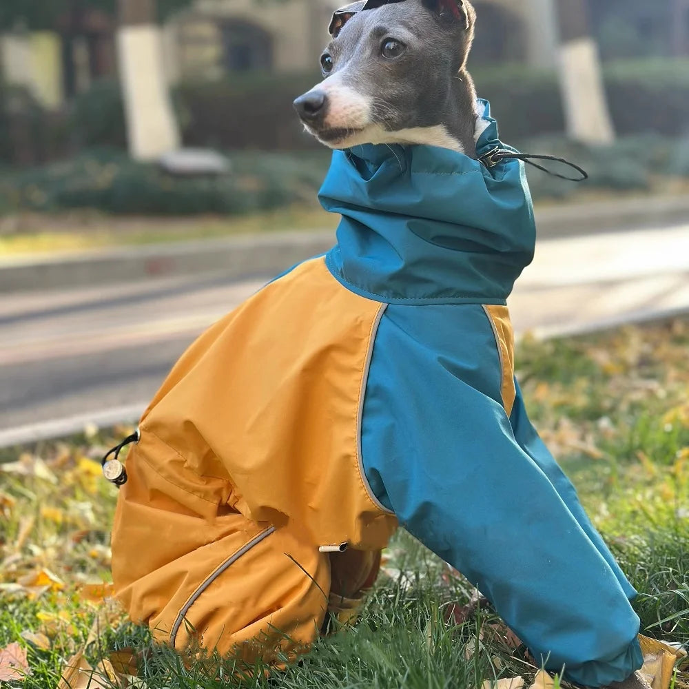 Capa de Chuva Térmica Impermeável para Whippet – Azul & Amarelo