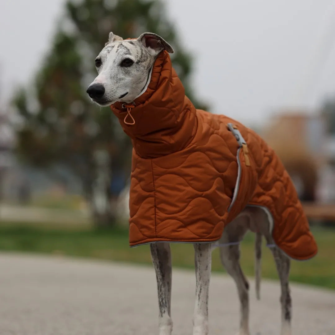 Casaco Impermeável de Inverno para Whippet – Ajuste Anatômico & Forro Térmico